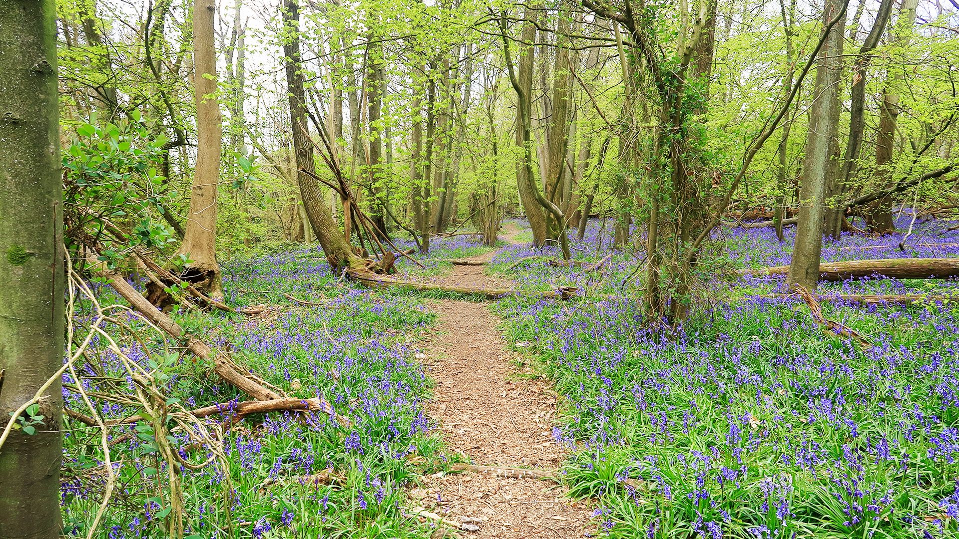 new ash green area guide banner wards of kent.jpg
