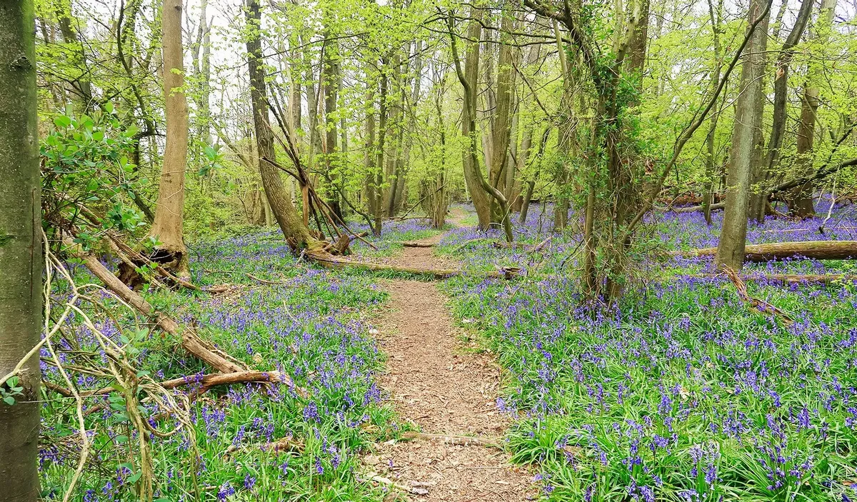 New Ash Green Area Guide - Wards