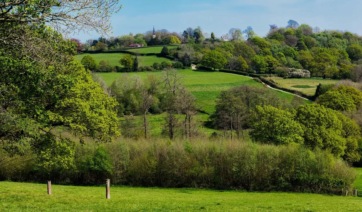 Paddock Wood Area Guide - Wards